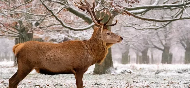 Deer in Bushy Park